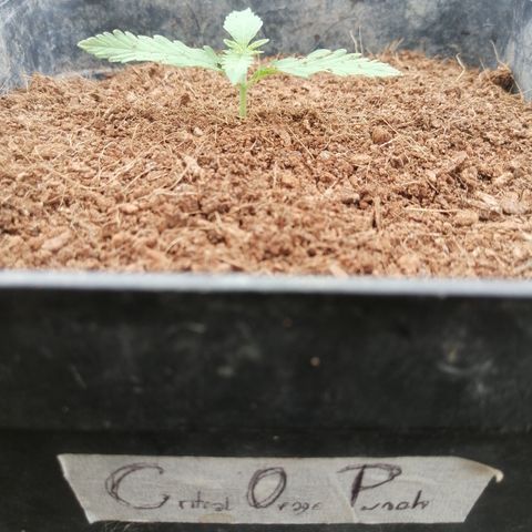 Critical Orange Punch.  growlog timeline photo