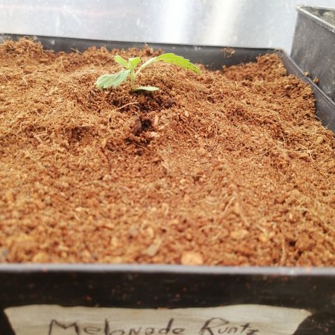 Melonade Runtz growlog timeline photo