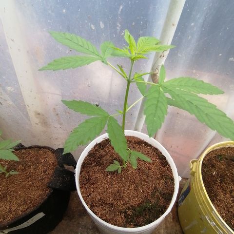 Blueberry  growlog timeline photo