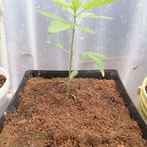 Melonade Runtz growlog timeline photo