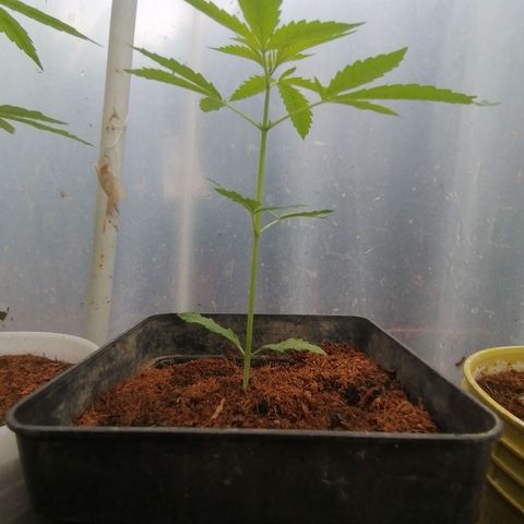 Critical Orange Punch.  growlog timeline photo