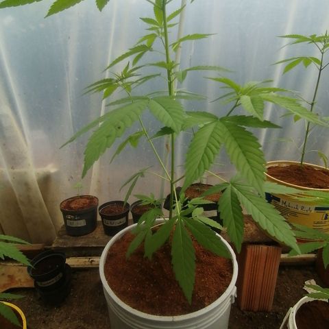 Blueberry  growlog timeline photo