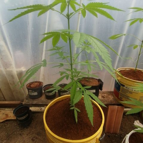 Critical Orange Punch.  growlog timeline photo