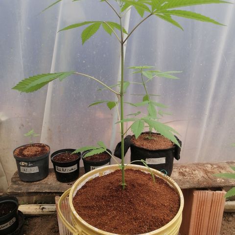 Melonade Runtz growlog timeline photo