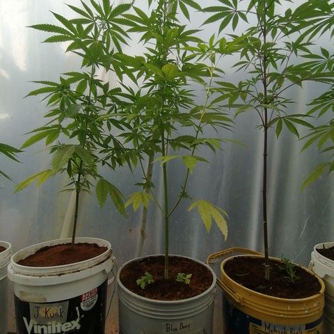 Blueberry  growlog timeline photo