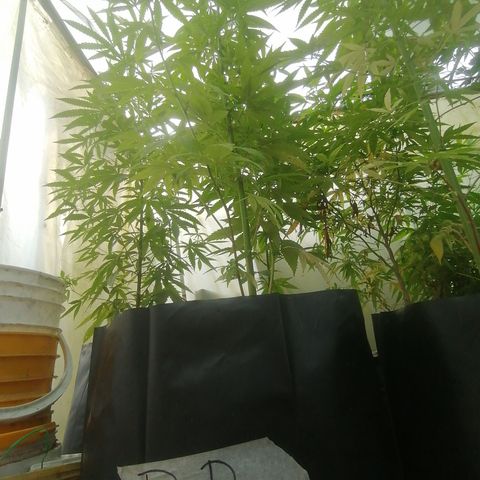 Blueberry  growlog timeline photo