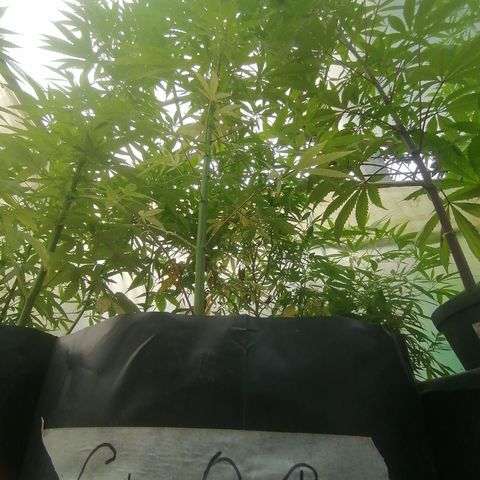 Critical Orange Punch.  growlog timeline photo