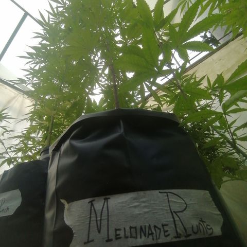 Melonade Runtz growlog timeline photo