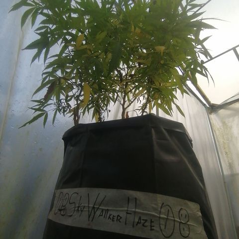 Skywallker 08 growlog timeline photo