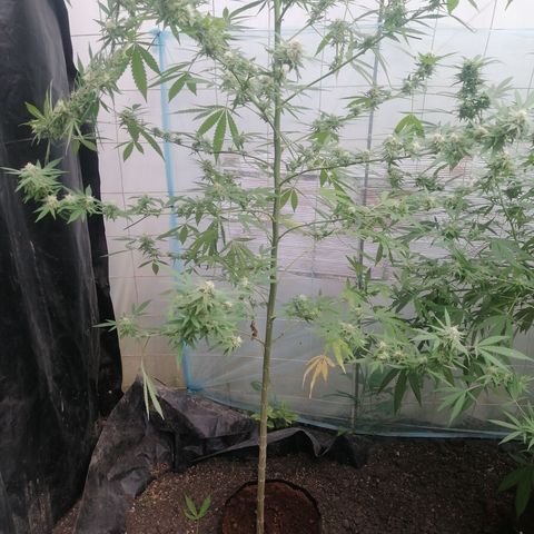 Critical Orange Punch.  growlog timeline photo