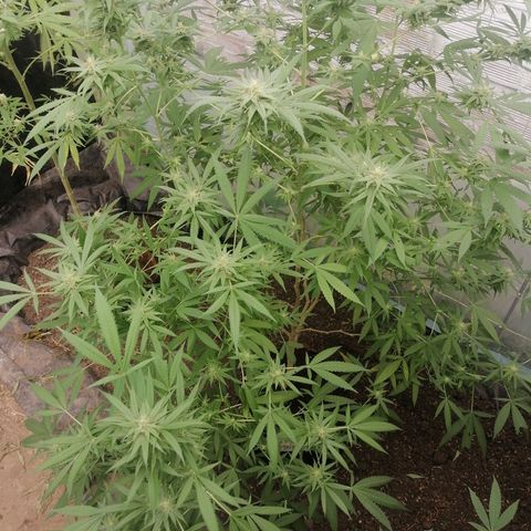 Skywallker 08 growlog timeline photo