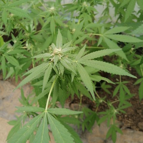 Blueberry  growlog timeline photo