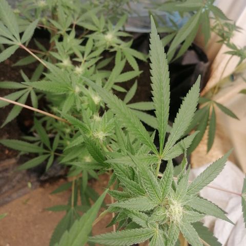 Melonade Runtz growlog timeline photo