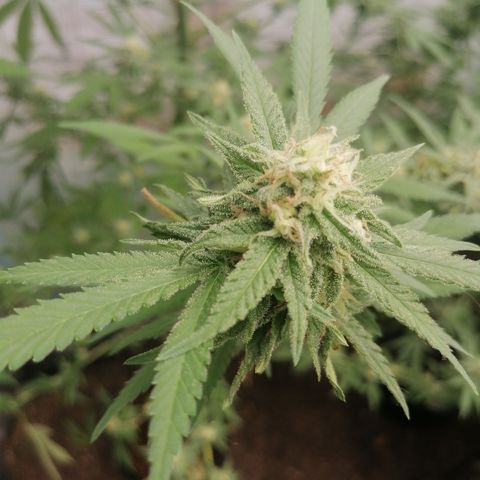 Critical Orange Punch.  growlog timeline photo