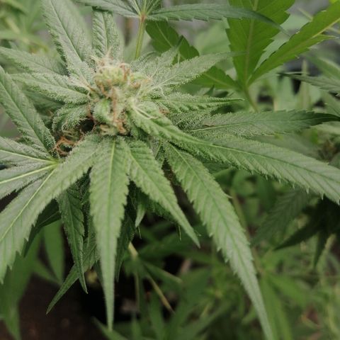 Skywallker 08 growlog timeline photo