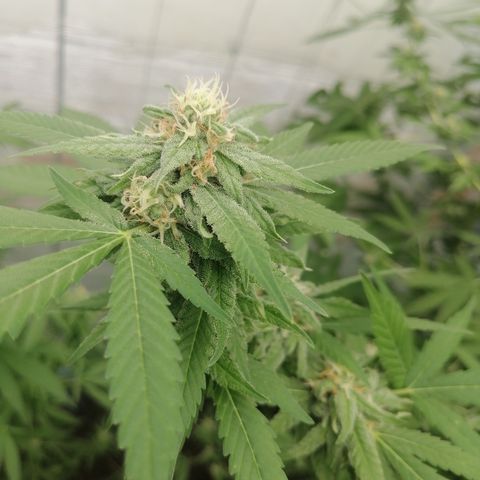 Blueberry  growlog timeline photo