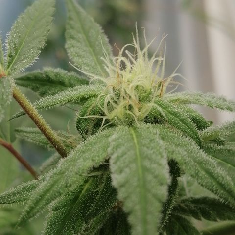 Melonade Runtz growlog timeline photo