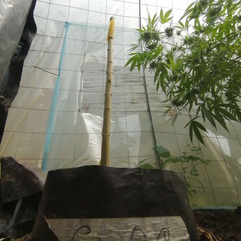 Critical Orange Punch.  growlog timeline photo