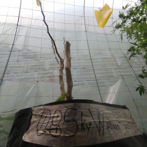 Skywallker 08 growlog timeline photo