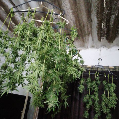 Blueberry  growlog timeline photo