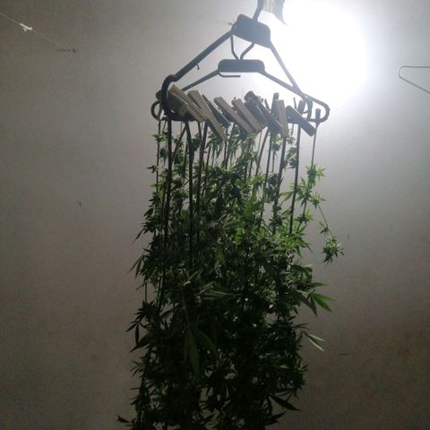 Melonade Runtz growlog timeline photo