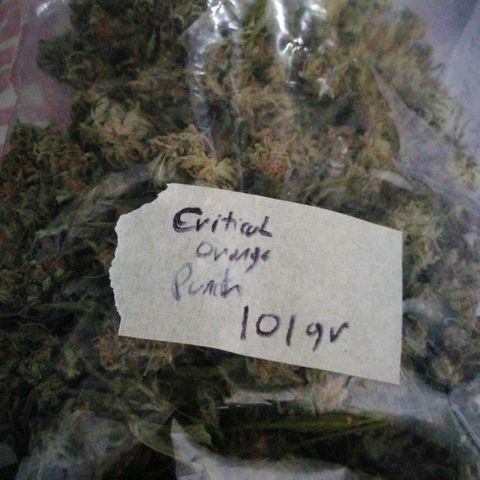 Critical Orange Punch.  growlog timeline photo