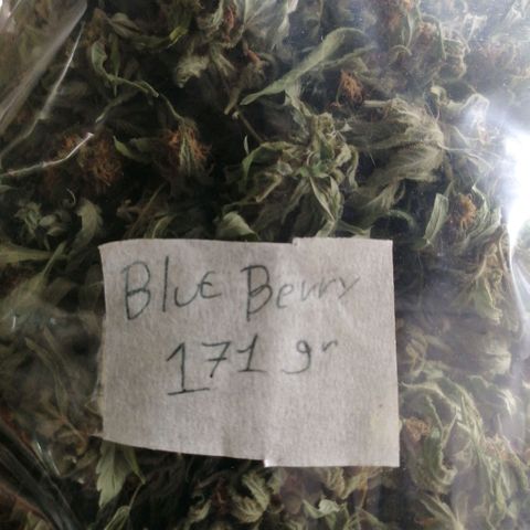 Blueberry  growlog timeline photo