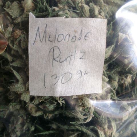 Melonade Runtz growlog timeline photo