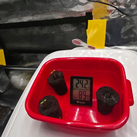 Blueberry Pancakes #2 growlog photo: Einer will noch nicht 