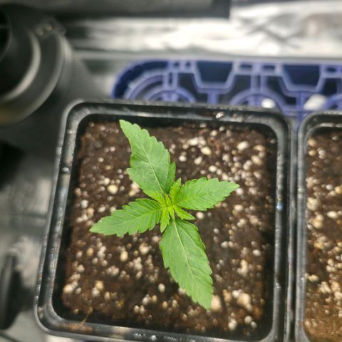 Blueberry Pancakes #2 growlog timeline photo