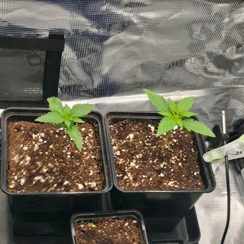 Blueberry Pancakes #2 growlog timeline photo