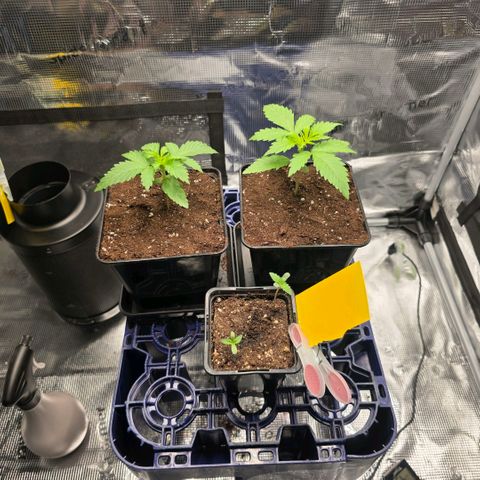 Blueberry Pancakes #2 growlog timeline photo