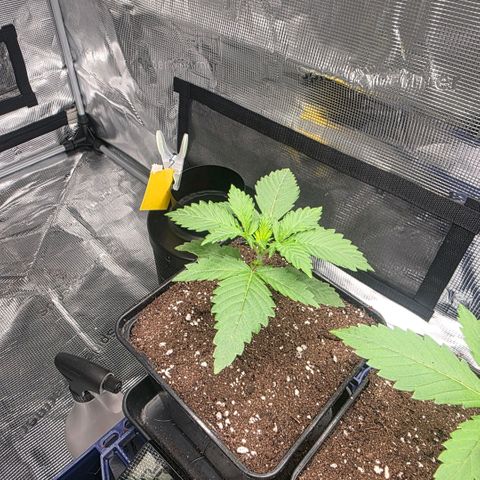 Blueberry Pancakes #2 growlog timeline photo