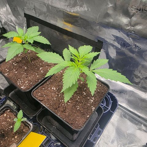 Blueberry Pancakes #1 growlog timeline photo