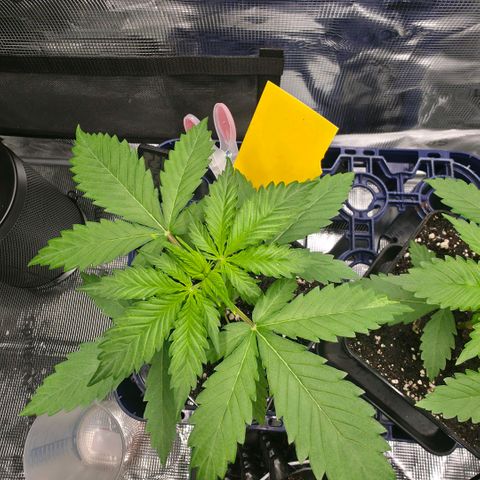 Blueberry Pancakes #2 growlog timeline photo