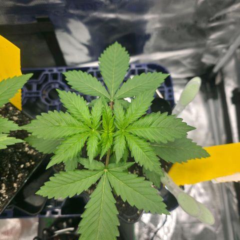 Blueberry Pancakes #1 growlog timeline photo