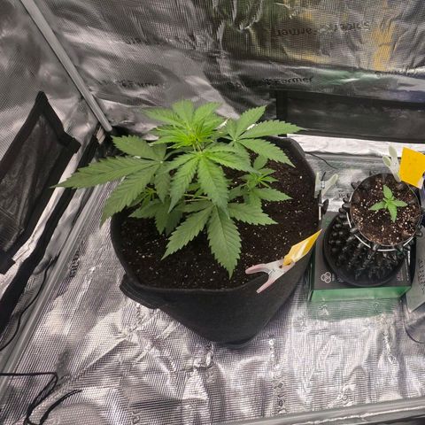 Blueberry Pancakes #2 growlog timeline photo