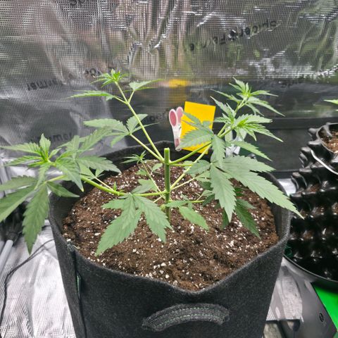 Blueberry Pancakes #2 growlog photo: Mainlining Schritt 1
