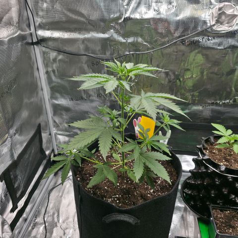 Blueberry Pancakes #2 growlog photo: Mainlining Schritt 1
