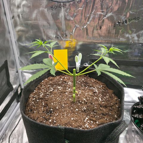 Blueberry Pancakes #2 growlog photo: Mainlining Schritt 1