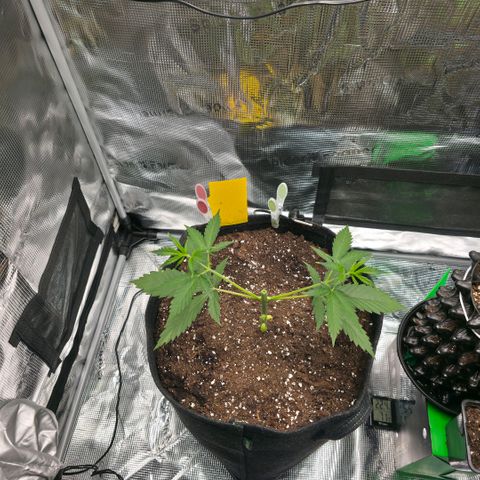 Blueberry Pancakes #2 growlog timeline photo