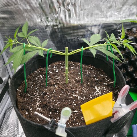 Blueberry Pancakes #2 growlog photo: Mainlining Schritt 2.
Morgen wird auf die vollen 90 Grad gebogen