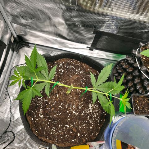 Blueberry Pancakes #2 growlog photo: Mainlining Schritt 2.
Morgen wird auf die vollen 90 Grad gebogen