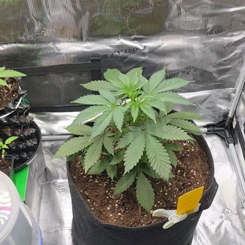 Blueberry Pancakes #1 growlog photo: Mainfolding mit der 3 und 4 Nodie Schritt 1