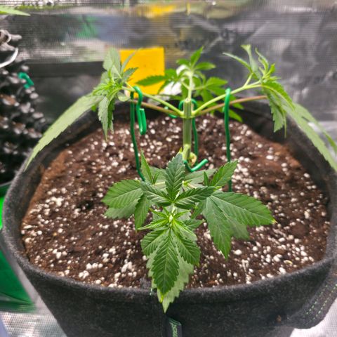 Blueberry Pancakes #1 growlog photo: Mainfolding mit der 3 und 4 Nodie Schritt 1