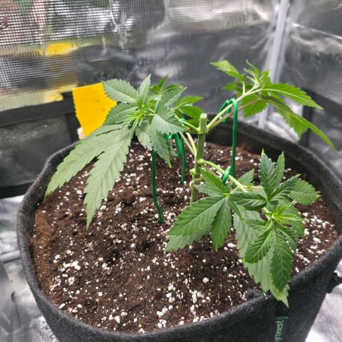 Blueberry Pancakes #1 growlog photo: Mainfolding mit der 3 und 4 Nodie Schritt 1