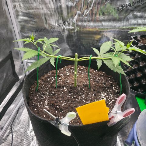 Blueberry Pancakes #2 growlog photo: LST bisschen strammer gezogen