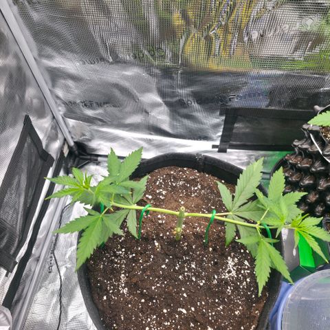 Blueberry Pancakes #2 growlog photo: LST bisschen strammer gezogen
