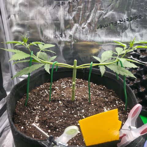 Blueberry Pancakes #2 growlog photo: LST bisschen strammer gezogen
