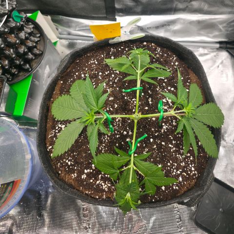 Blueberry Pancakes #1 growlog timeline photo